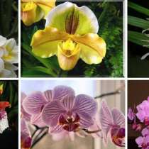 Правила при отглеждане на орхидеи - Фаленопсис Онцидиум Дендробиум