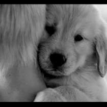 Най- сладките прегръдки между кученца и техните стопани (Снимки)