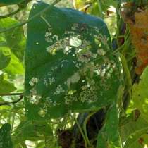 Лучени люспи срещу акари, листни въшки и пожълтяване листата на растенията