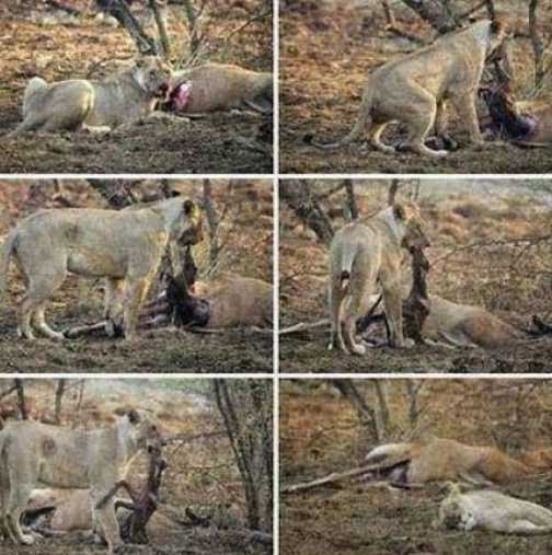 Трогателнни снимки: Лъвица почина от мъка, след като уби бременна антилопа