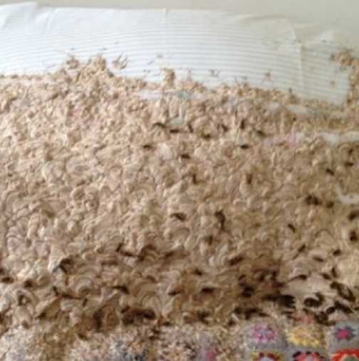 Жена откри гигантско гнездо с 5000 оси в леглото си