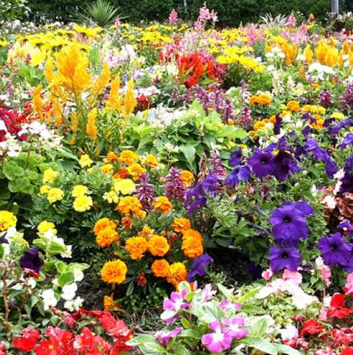 Най-ценните съвети в грижите за цветята на едно място
