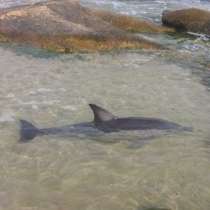 Туристи спасиха живота на делфинче в опасност