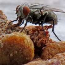 Ето защо не трябва да ядете храна, на която е кацала муха