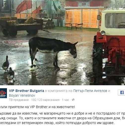 Фейсбук скочи да спасява магарето от Вип Брадър
