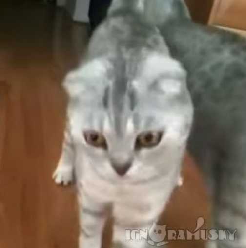 Тази котка тотално се шашна, когато разбра, че е котка-Видео