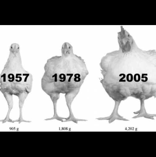 Какво "подува" пилетата? Те са увеличили размера си тройно от 1950-та досега!