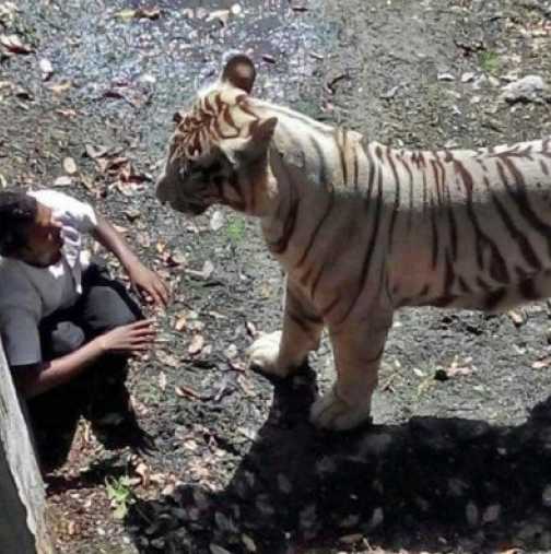 Бял тигър разкъса човек в зоопарка - Видео, заснето по време случая