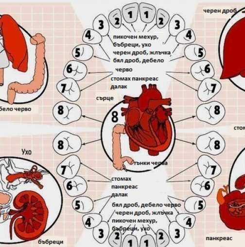 Състоянието на зъбите е в пряка зависимост с органите ни - Вижте кои органи на кои зъби отговарят