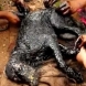 Спасено е кучето, чието тяло е започнало да се превръща в камък (Видео)