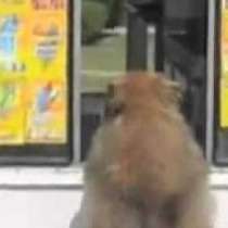  Вижте защо това куче се радва на камион със сладолед ? (Видео)