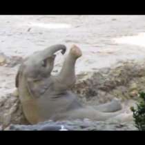 Уникално Видео - Слончето падна и няма да повярвате как реагираха родителите му!