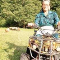 Баба втрещи съселяните си-пасе овце с АТВ