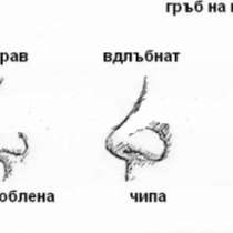 Формата на носа разкрива характера 