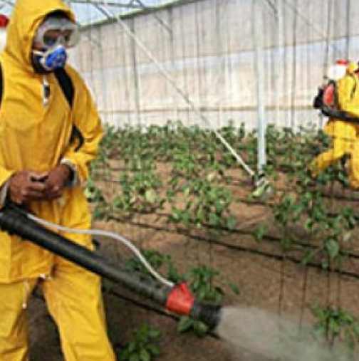 Борба с раковите пестициди: Научете се как да изчистите плодовете и зеленчуците от химикали!