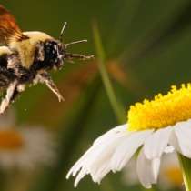 Да подсилим имунитета си с пчелен прашец