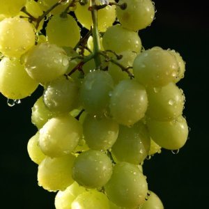 Диета с грозде за сваляне 3-4 кг