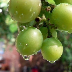 Защо е полезно маслото от гроздови семки