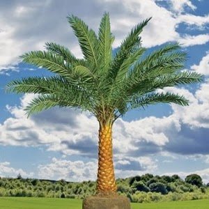 Как се размножава финиковата палма