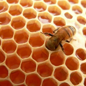 Какъв е полифлорният полски мед