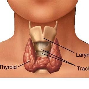 Значение на щитовидната жлеза и чести заболявания