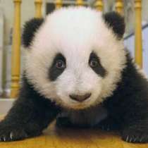 Вижте какво се опитва да направи това сладко бебе панда? (видео)