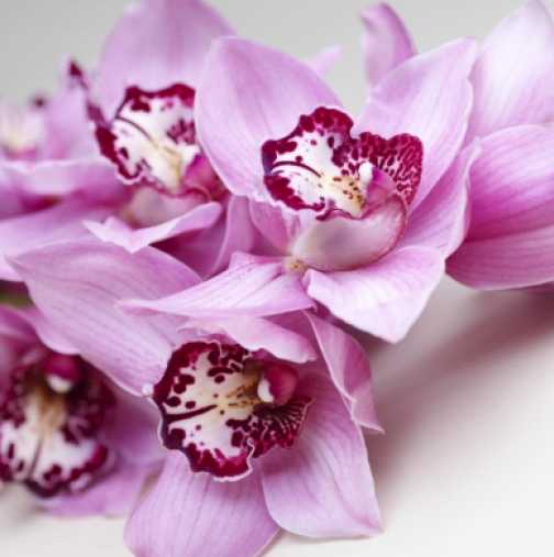 Правилно отглеждане на орхидея