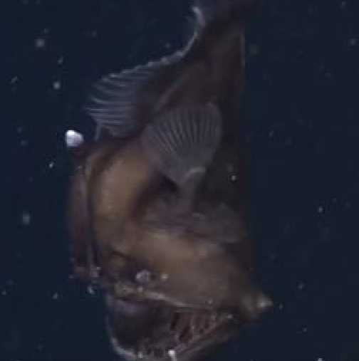 Учени заснеха с камера мистериозно морско чудовище