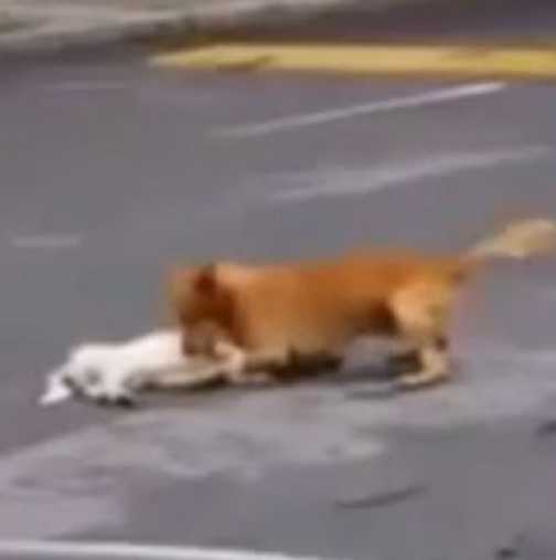Куче с разбито сърце се опитва да спаси ранен приятел 