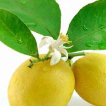 Кората от лимон лекува ставите: Рецепта, от която ще се събудите без болки