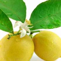 Кората от лимон лекува ставите: рецпта, след която ще се събудите без болка!