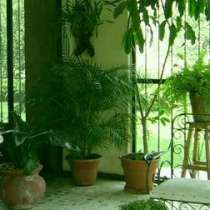 Няколко домашни растения, които ще накарат домът ви да оживее
