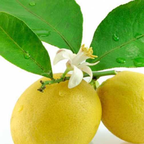 Кората от лимон лекува ставите: Рецепта, от която ще се събудите без болки