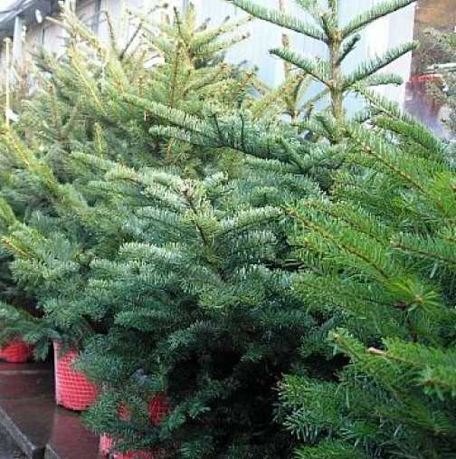 Съвети: Как да изберете живо дръвче за Коледа?
