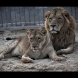 Драма в зоологическата градина: Човек скочил в клетка с лъвове (Видео)