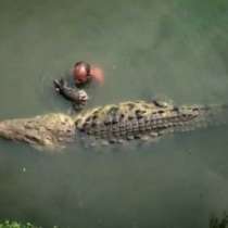 Вижте къде хвърлят кръста в езеро с крокодил