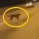 Вижте странното видео с кучето-призрак