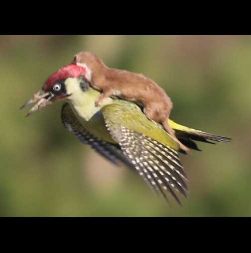 Истински хит! Направиха невероятна снимка на кълвач, летящ с невестулка на гърба си! 
