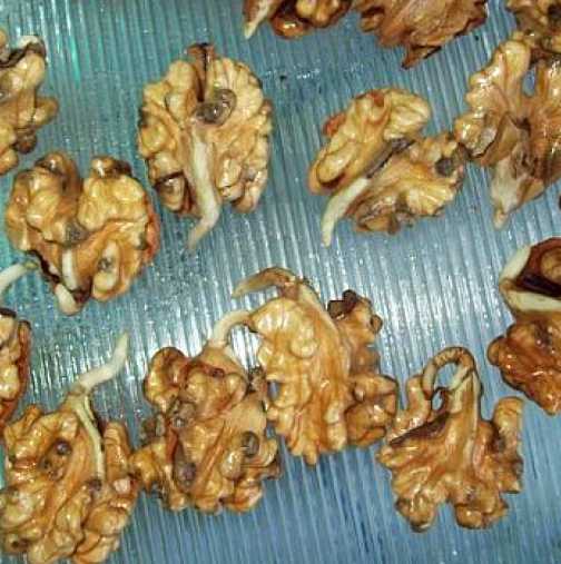 Покълнали орехи за подмладяване, пречистване и подсилване на имунитета