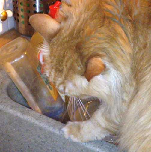 Вижте котето, което си мие зъбите преди лягане