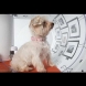 Луксозен кучешки дом – ако можехте, и вие щяхте да се преместите в него (видео)