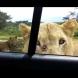 Ами ако лъв наистина отвори вратата на колата ви?