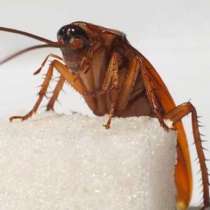 Най- лесният и евтин начин да се отървете от хлебарките в апартамента ви