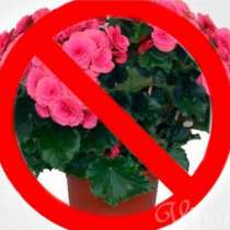 Кои стайни растения са опасни за здравето, а са в дома ви!