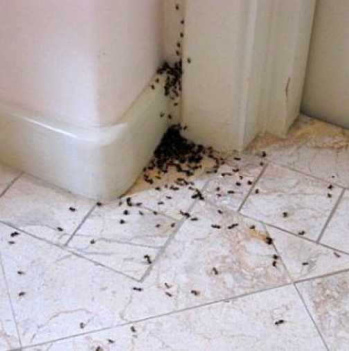 Лесен начин, да се отървем от мравки и хлебарки