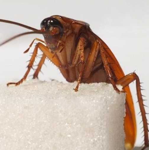 Най- лесният и евтин начин да се отървете от хлебарките в апартамента ви