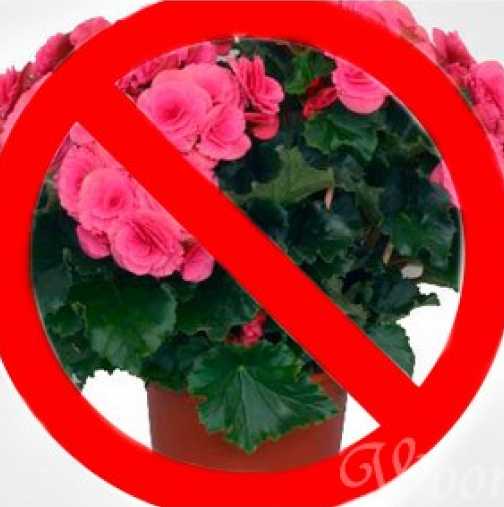 Кои стайни растения са опасни за здравето, а са в дома ви!