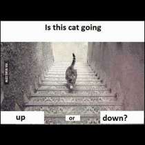 Тест: Котката върви нагоре или надолу? - Какво ще отговорите вие