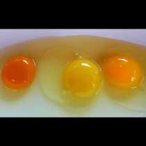 Как да разберете дали са прясни яйцата? Кой от тези 3 жълтъка ви изглежда нормален?
