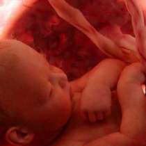 Тайният живот на едно неродено бебе